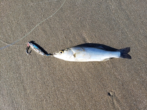 セイゴ（マルスズキ）の釣果