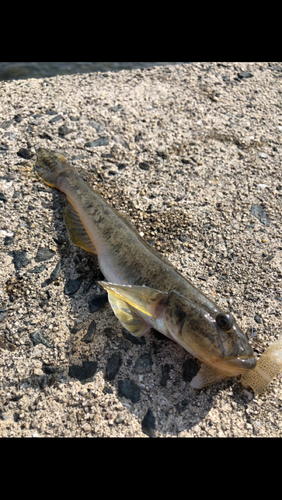 マハゼの釣果