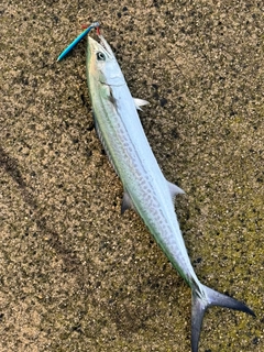 サゴシの釣果