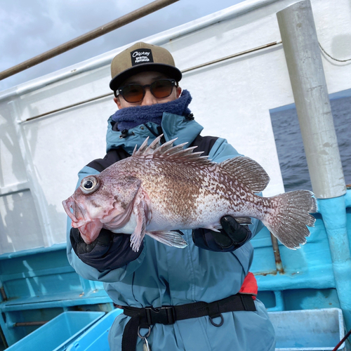 マゾイの釣果