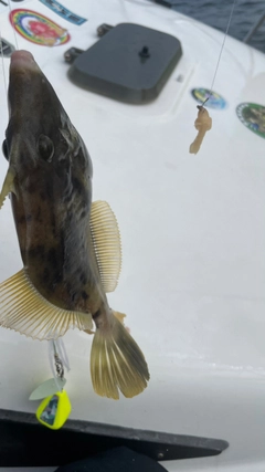 カワハギの釣果