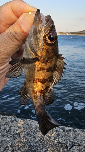 メバルの釣果