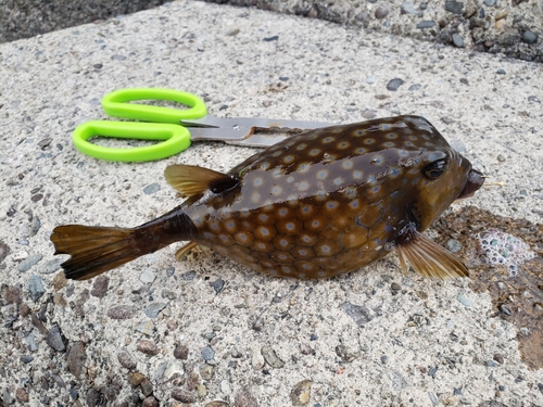 ハコフグの釣果