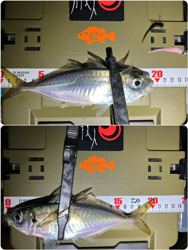 アジの釣果