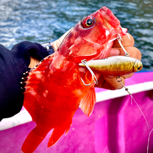 アカハタの釣果