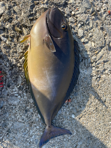 テングハギモドキの釣果