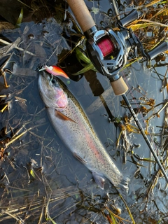 ニジマスの釣果