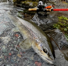 ブラウントラウトの釣果