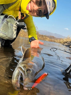 アメマスの釣果