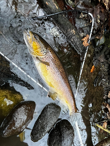 ブラウントラウトの釣果