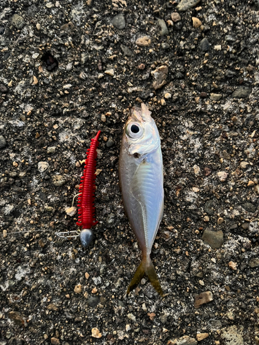 キジハタの釣果