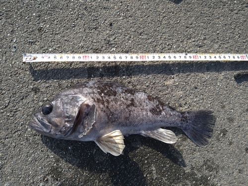 クロソイの釣果