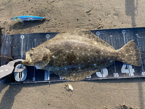 ヒラメの釣果