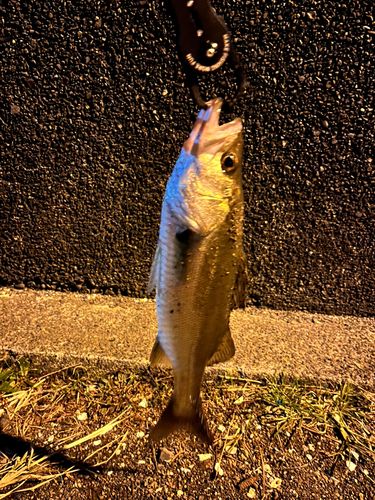 セイゴ（ヒラスズキ）の釣果