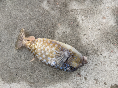 ハコフグの釣果