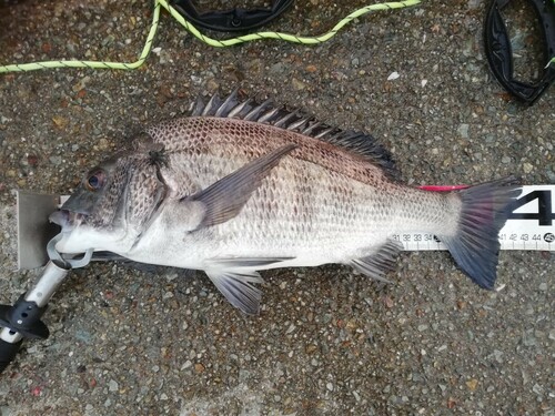 チヌの釣果