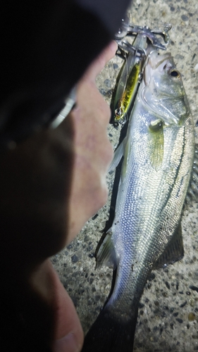 セイゴ（マルスズキ）の釣果