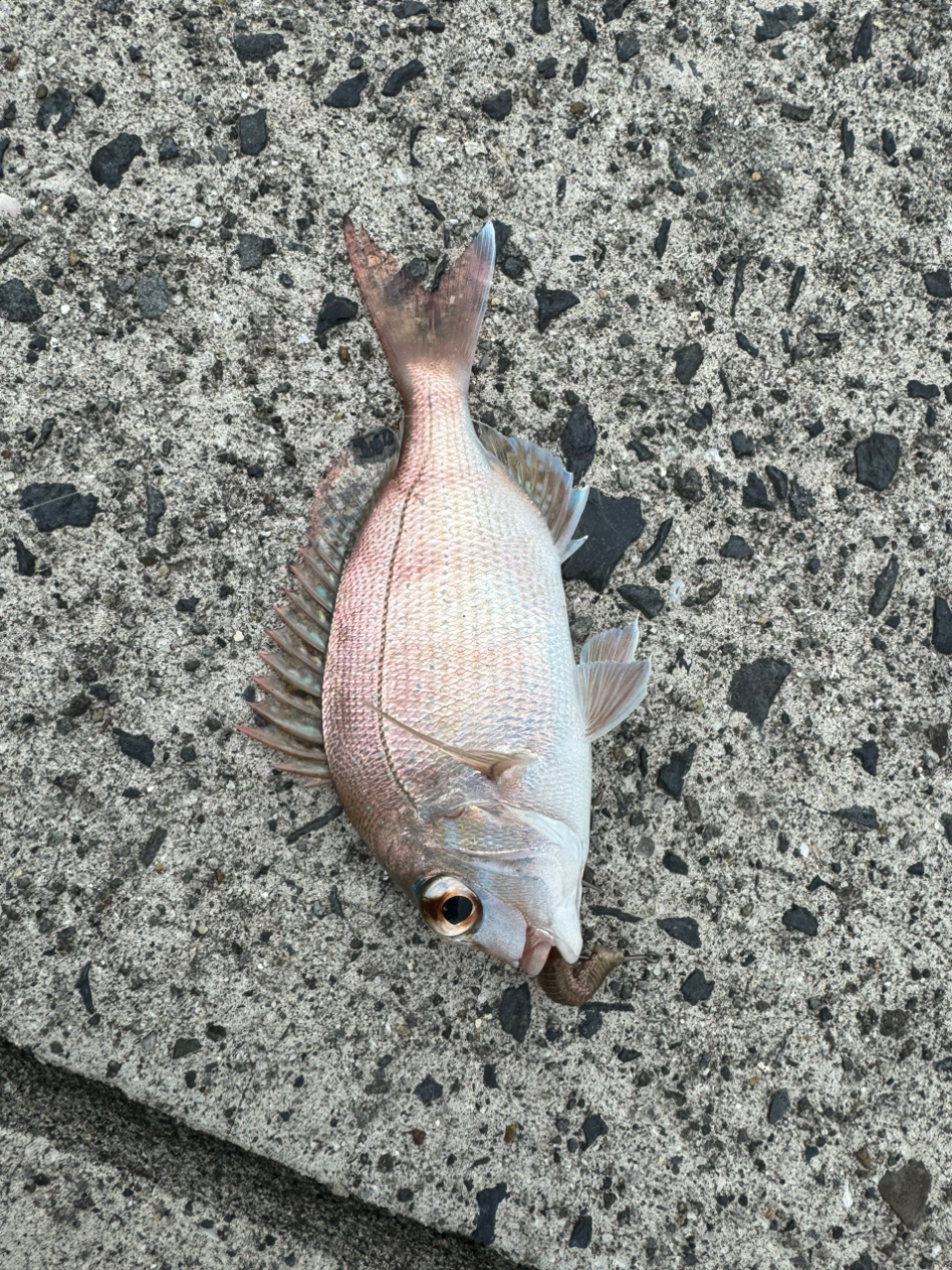 コダイ