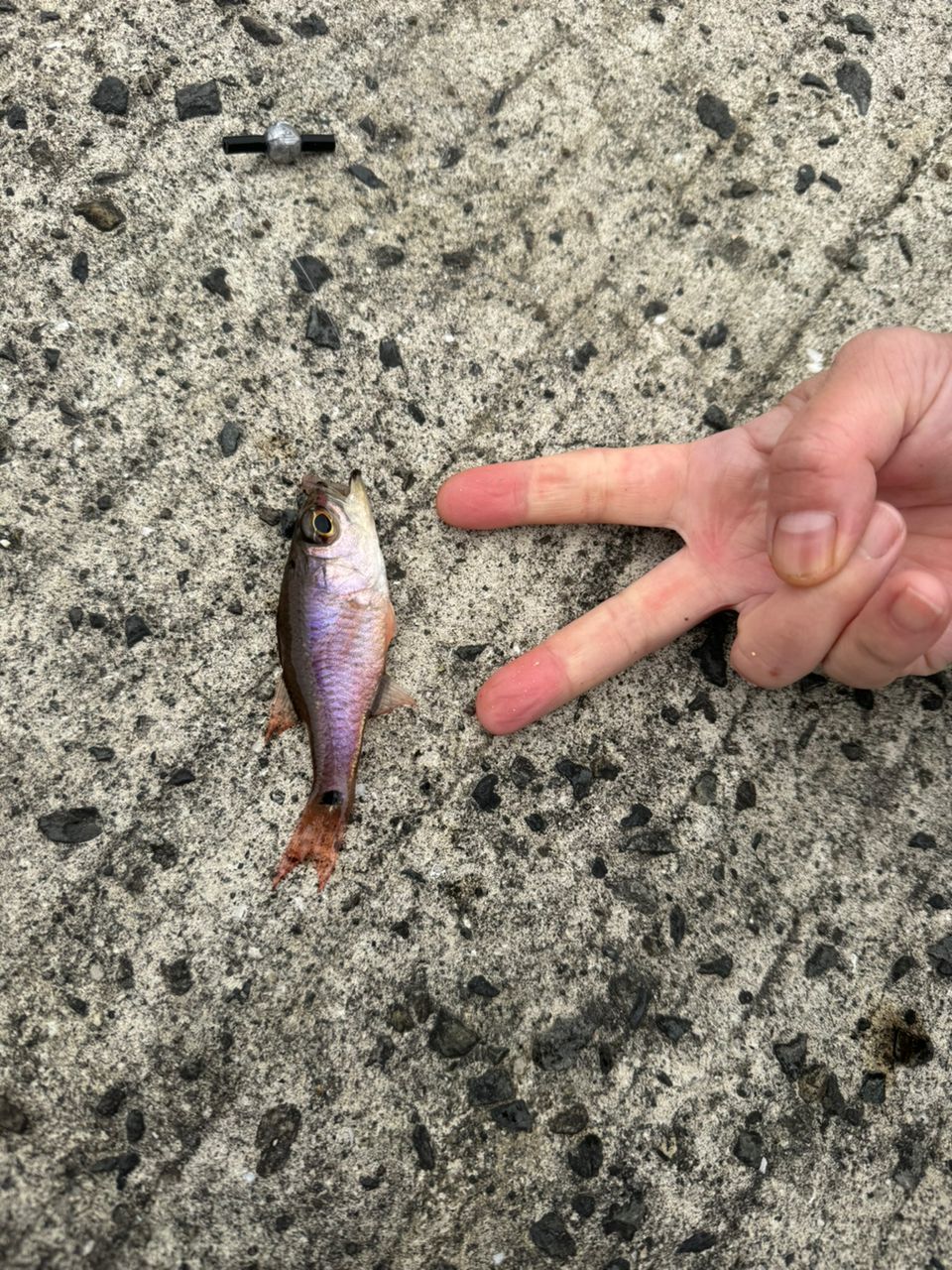 コダイ