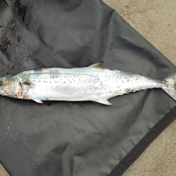 釣り日和chの釣果