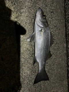 セイゴ（マルスズキ）の釣果