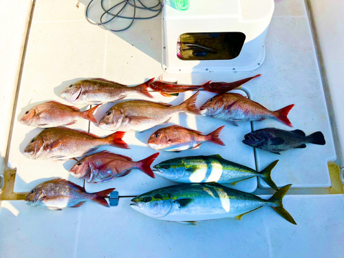 マダイの釣果