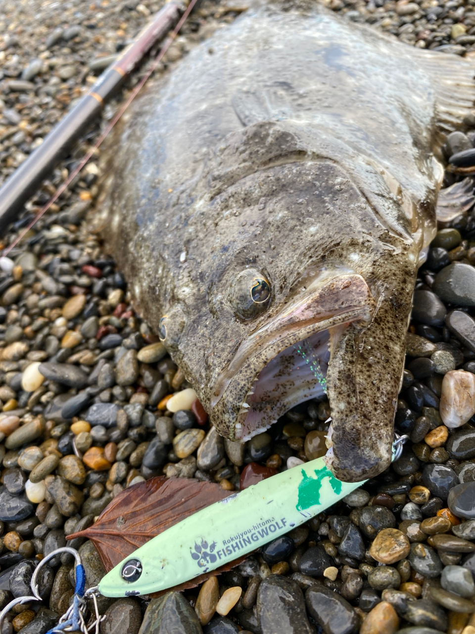 六畳一間の狼 ハヤマ さんの 2023年10月23日のヒラメの釣り・釣果情報(静岡県 - 御前崎) - アングラーズ |  釣果500万件の魚釣り情報サイト