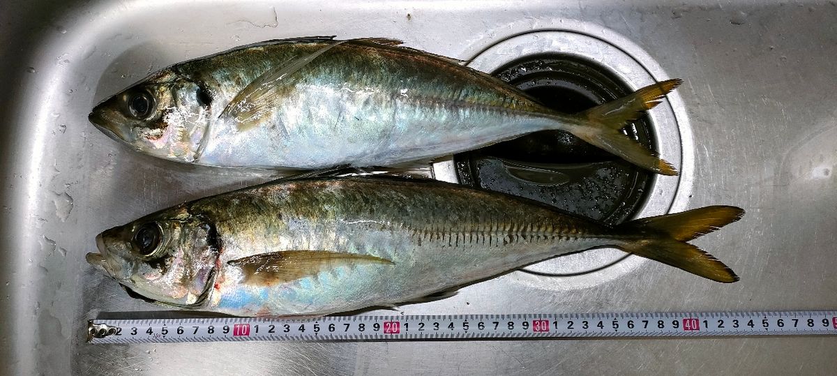 GoCooさんの釣果 2枚目の画像