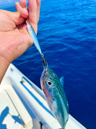 サバの釣果