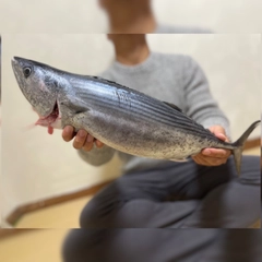 ハガツオの釣果