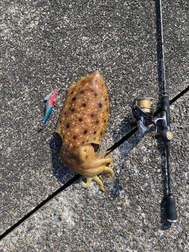 コブシメの釣果