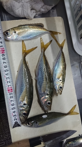 アジの釣果