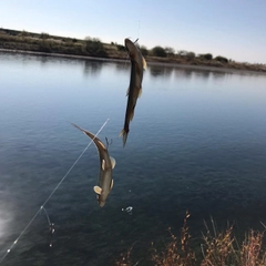 アユの釣果