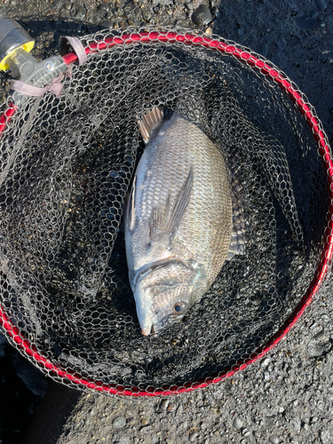 クロダイの釣果