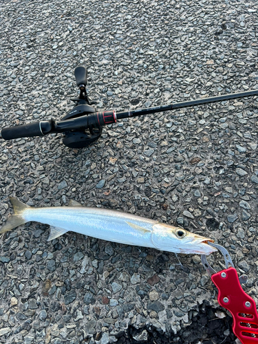 カマスの釣果