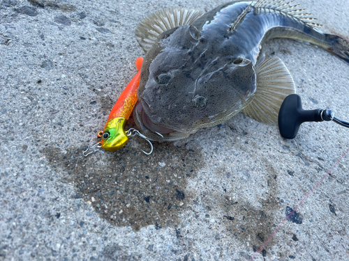 コチの釣果