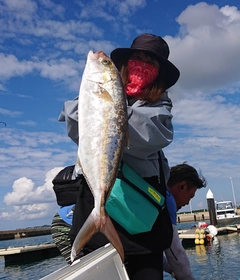 カンパチの釣果