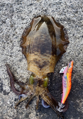 アオリイカの釣果