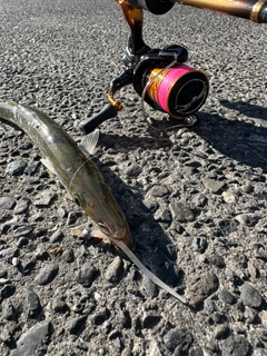 カマスの釣果