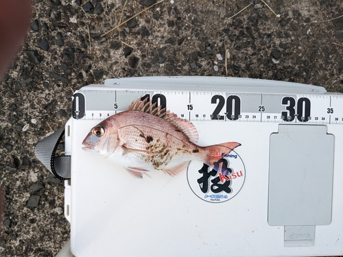 タイの釣果