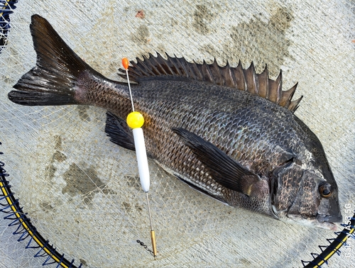 チヌの釣果