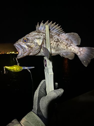 クロソイの釣果