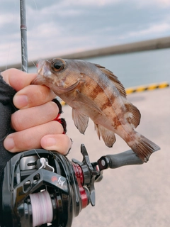 メバルの釣果