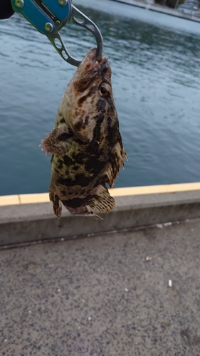 タケノコメバルの釣果