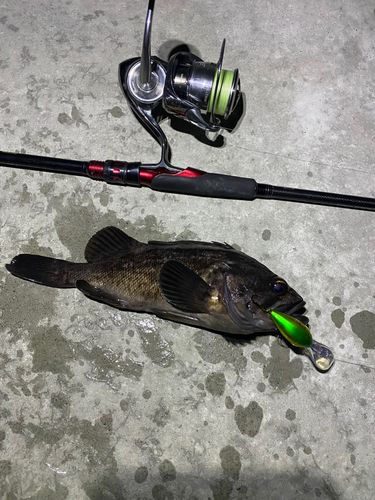 クロソイの釣果