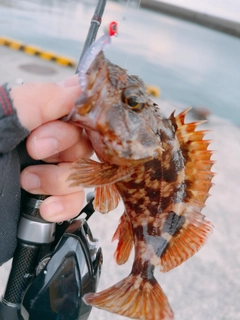 アラカブの釣果