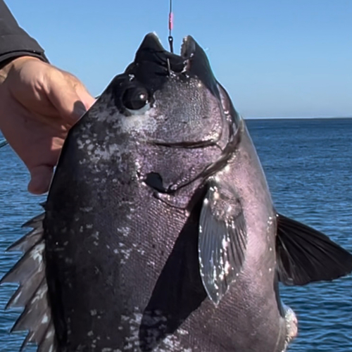 イシダイの釣果