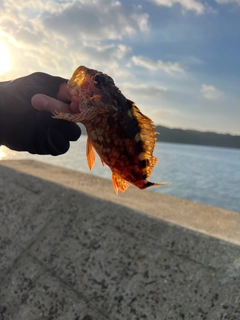 アラカブの釣果