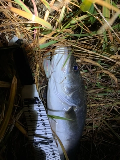 スズキの釣果