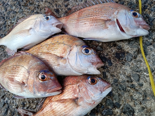 マダイの釣果